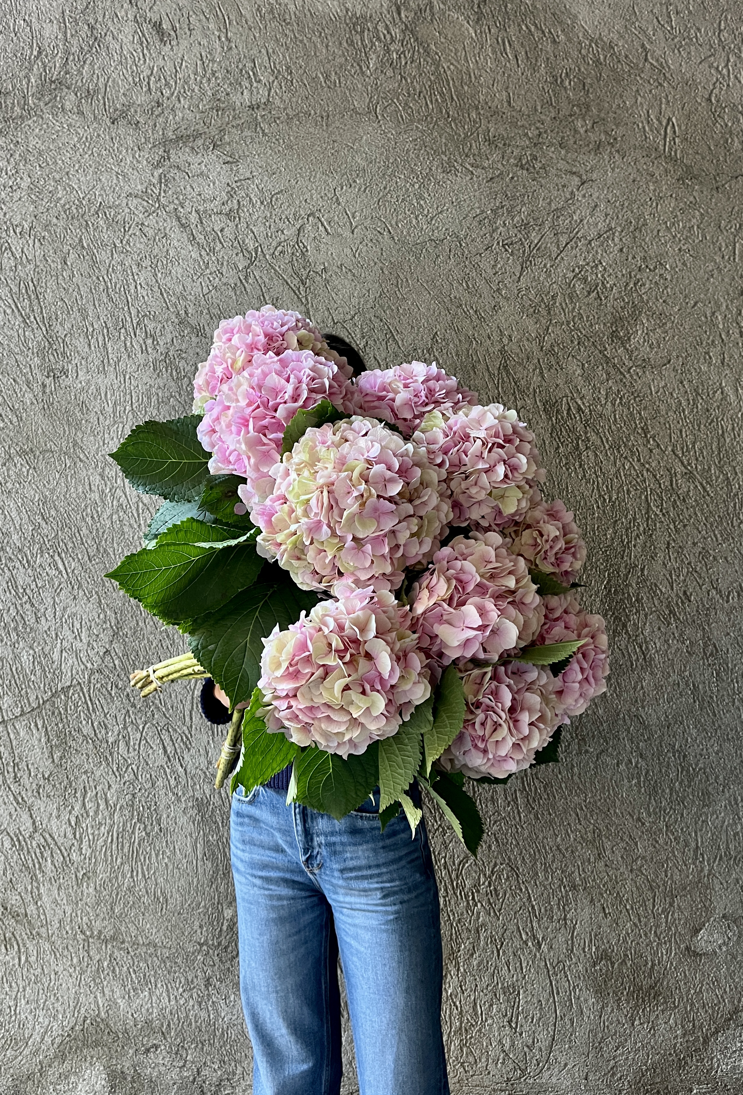 ortensie