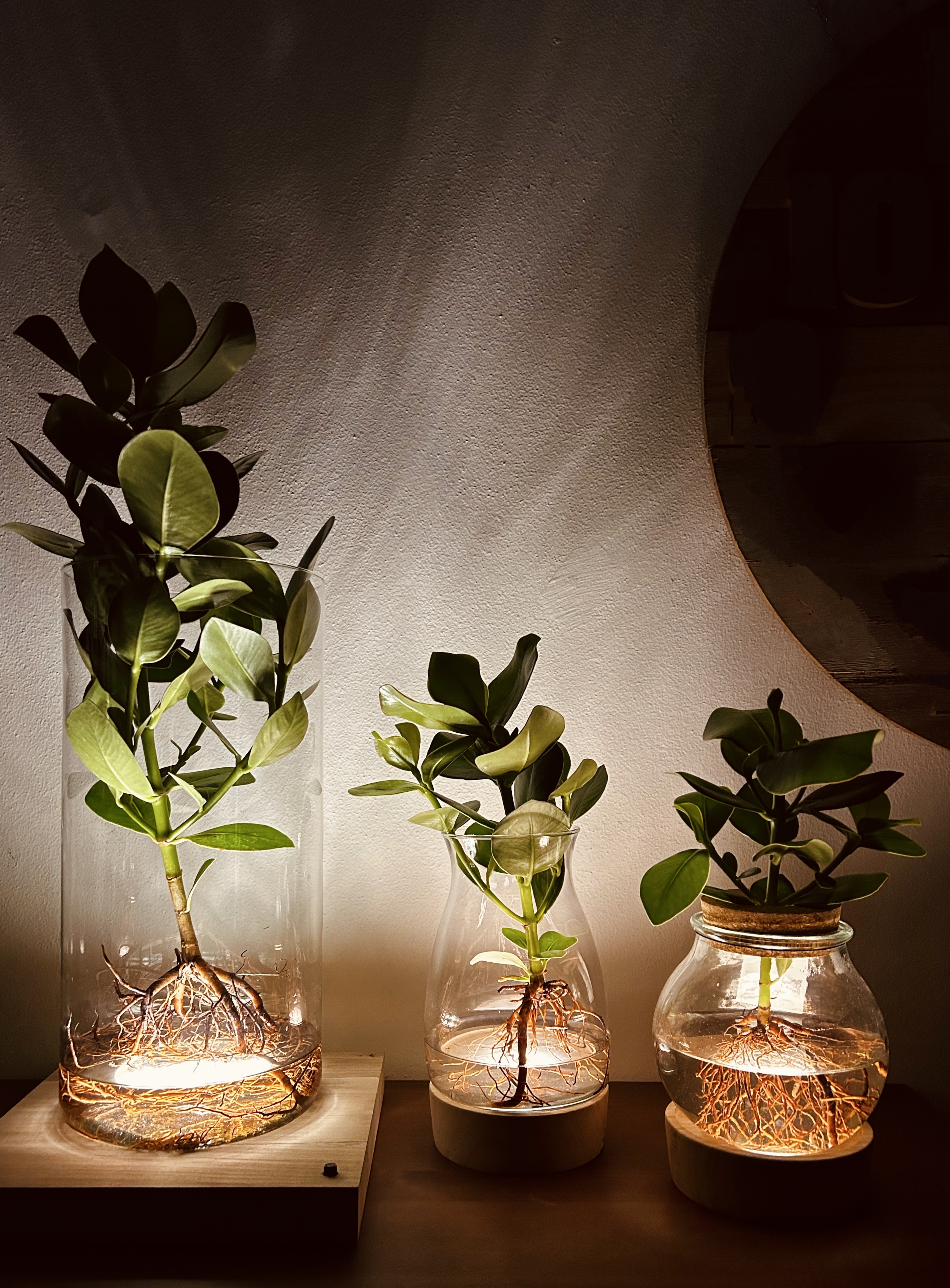 Mangrovie lumina