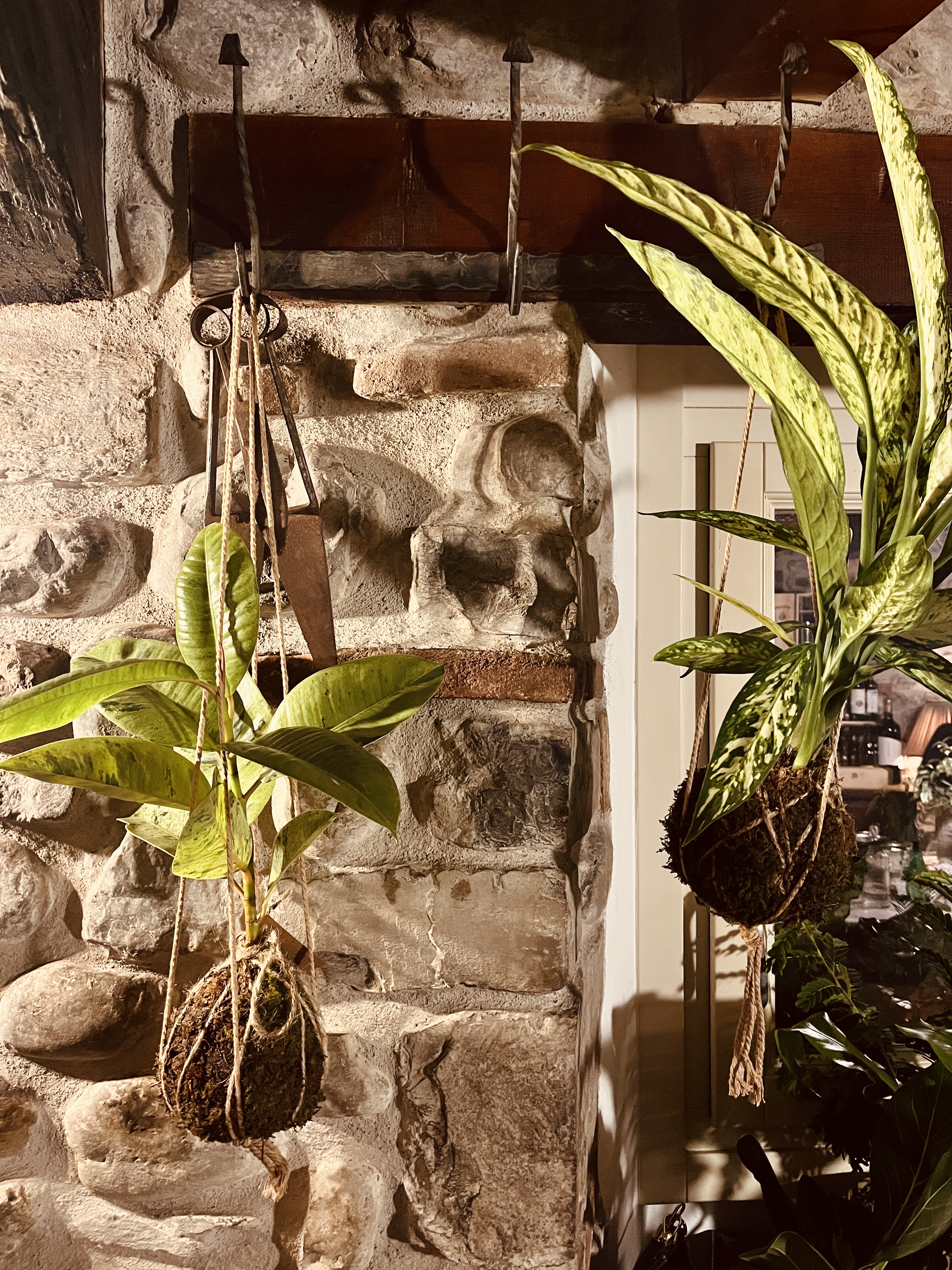 Workshop kokedama
