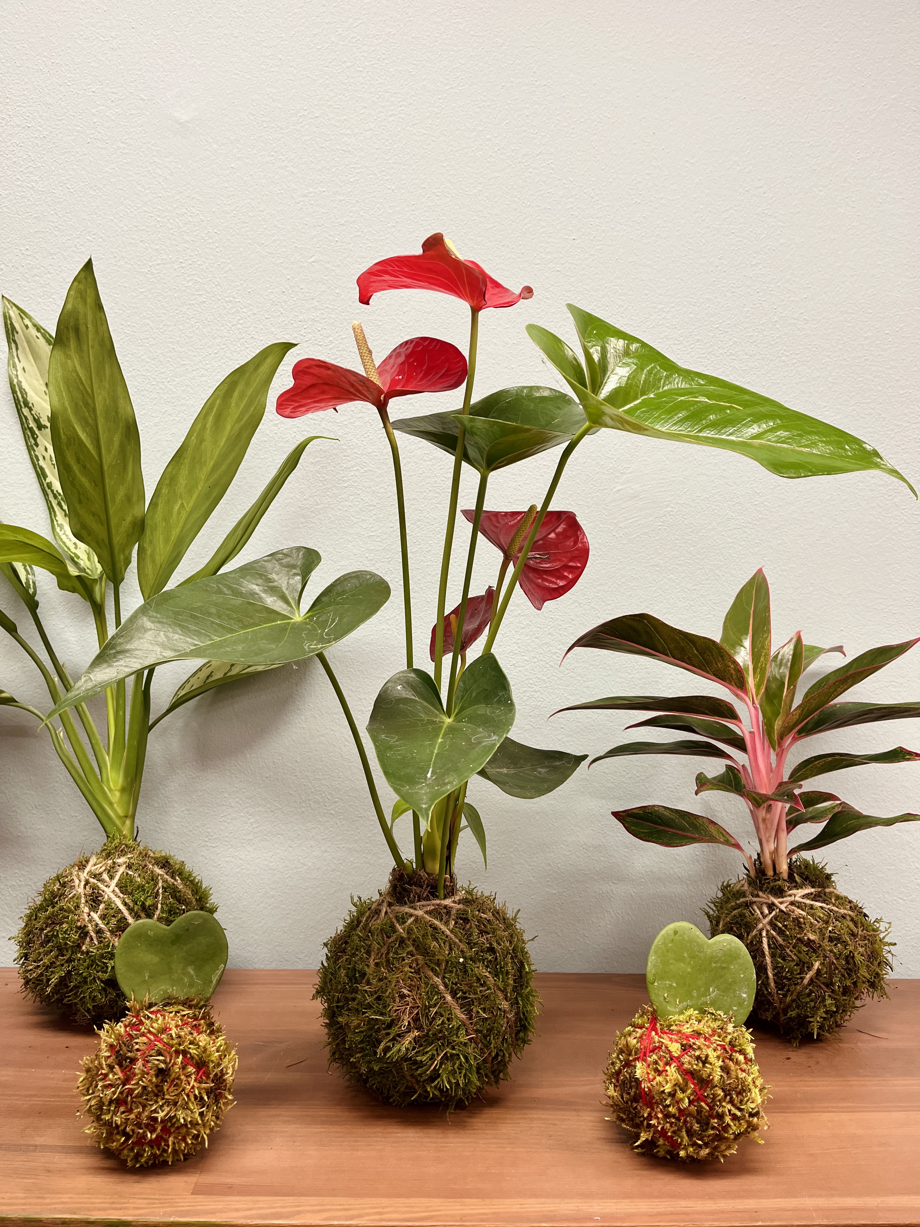 kokedama